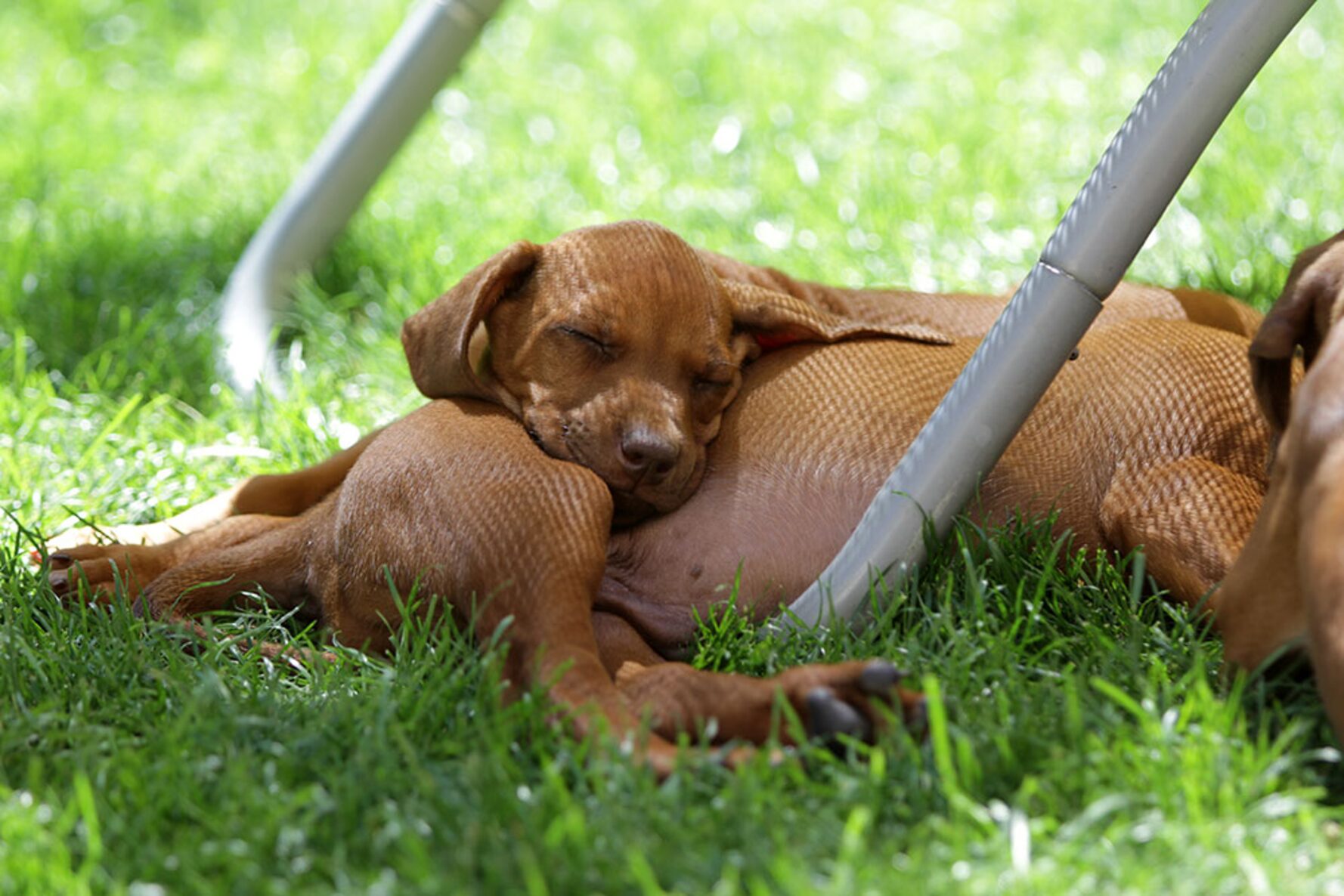 AktivDog_Züchterangebot Welpen nap